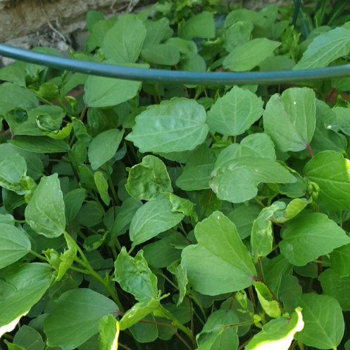 Photo of the plant species Water Cress by @SvelteAcajou74 named Miley on Greg, the plant care app