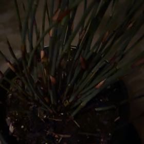 Plant care for Pointed Bristlewort on Greg, the plant care app