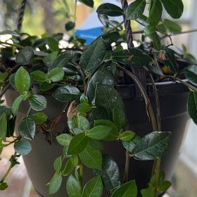 Photo of the plant species Formosan Creeping Fig by @AceGrass60 named Stella on Greg, the plant care app