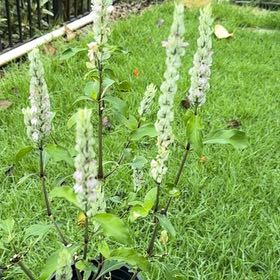 Photo of the plant species Squirreltail by @YesCorn46 named Squirrel! on Greg, the plant care app