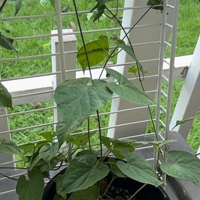 Photo of the plant species Pakalana by @YesCorn46 named Pakalolo on Greg, the plant care app