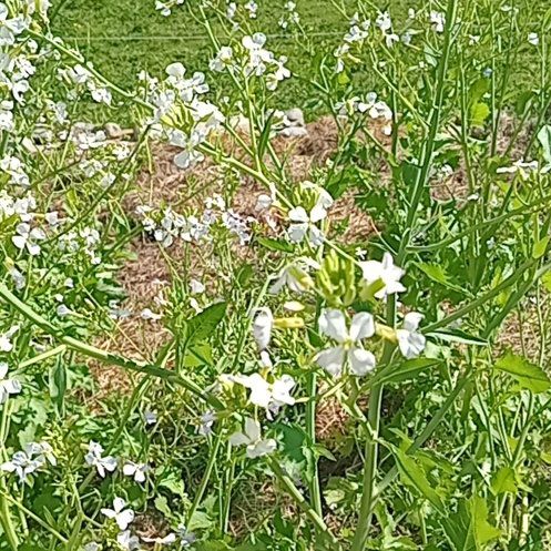 Photo of the plant species Cultivated Radish by @WarmAjwain76 named Keanu Leaves on Greg, the plant care app