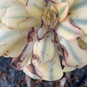 Photo of the plant species Banana Yucca by @VipElkclover1 named Bieber on Greg, the plant care app