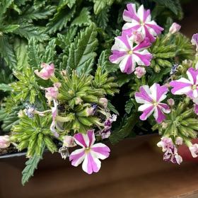 Photo of the plant species Peppermint Twist by @VipElkclover1 named Baesil on Greg, the plant care app