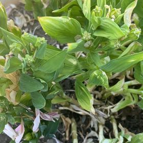 Photo of the plant species Peruvian-Lily by @VipElkclover1 named Tupot amaroot on Greg, the plant care app