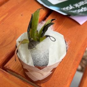 Photo of the plant species Flaming Sword by @RealCapsicum73 named Zion on Greg, the plant care app