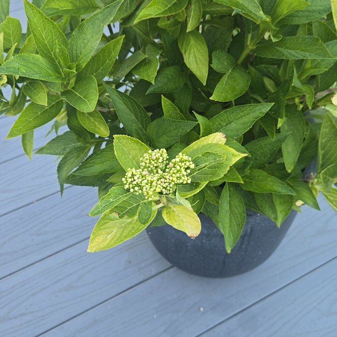 Photo of the plant species White Lacecap Hydrangea by @GoldFenugreek79 named Right hydrangea on Greg, the plant care app