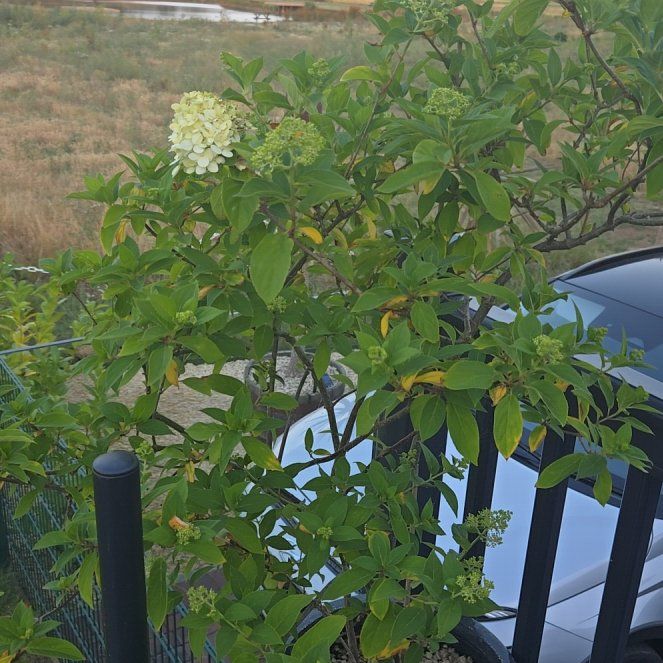 Photo of the plant species Limelight Hydrangea by @GoldFenugreek79 named Driveway side on Greg, the plant care app