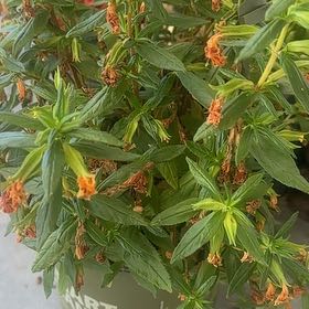 Photo of the plant species Lompoc Mesa Bush Monkeyflower by @MeekBonsai33 named Planty on Greg, the plant care app