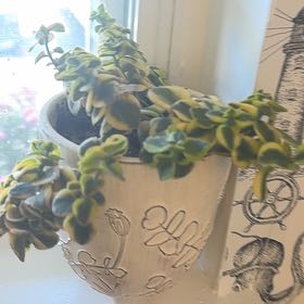 Photo of the plant species Sedum Lime Twister by @MHart32 named Sprite on Greg, the plant care app