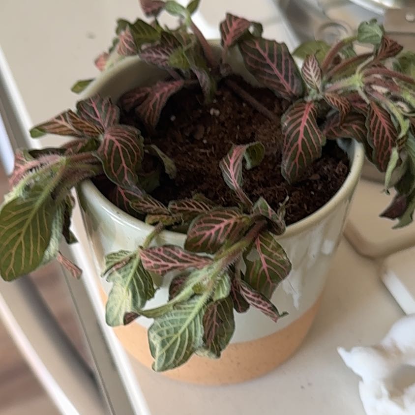 Photo of the plant species Pink Angel by @MHart32 named Drax on Greg, the plant care app