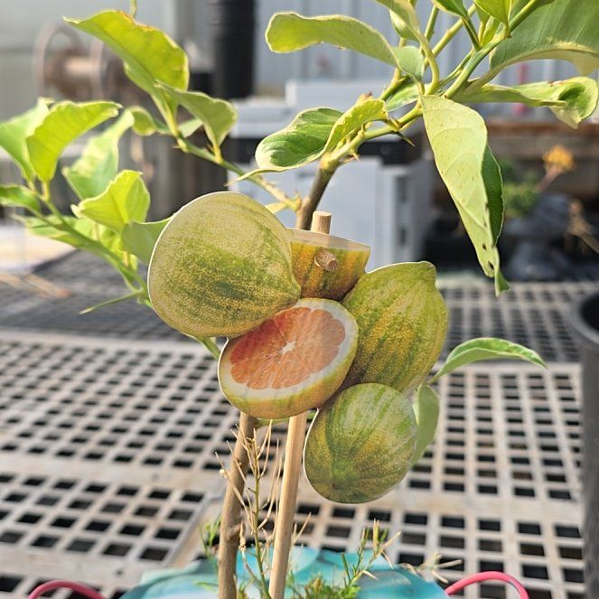 Photo of the plant species Lemon Tree by @ClassyFanpalm named Gracies lemons on Greg, the plant care app
