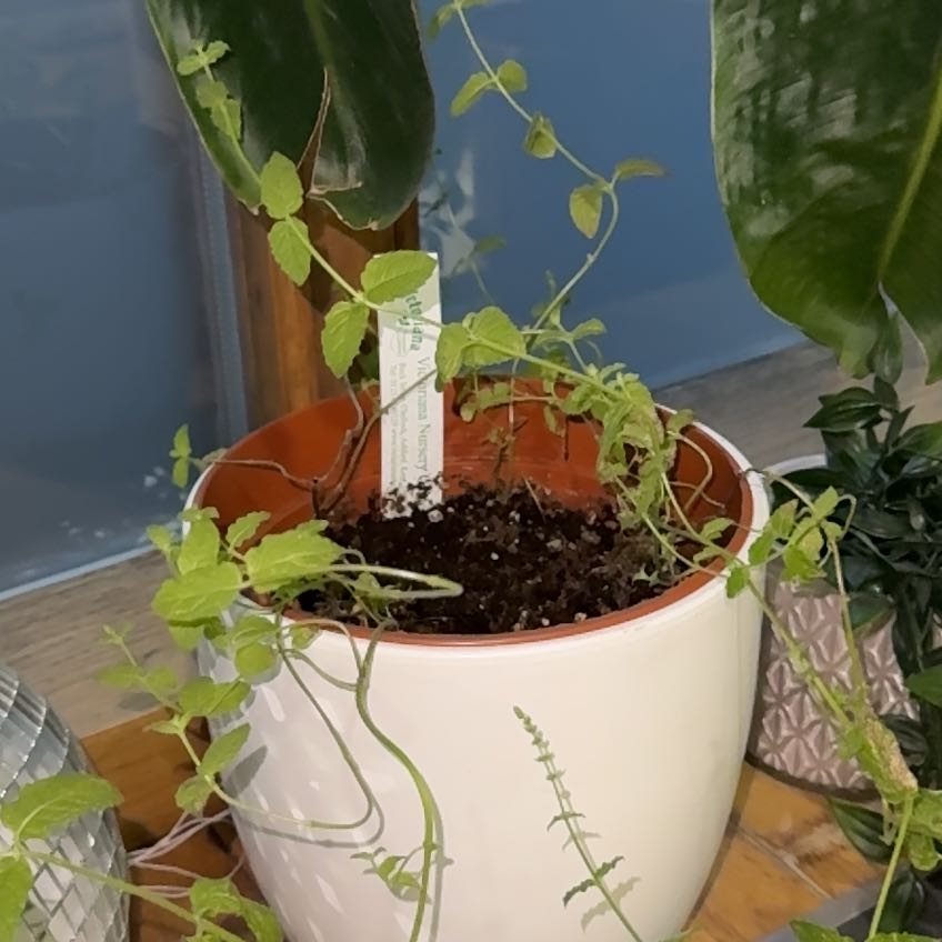 Photo of the plant species Strawberry Mint by @Chango named 🍓 Minty on Greg, the plant care app