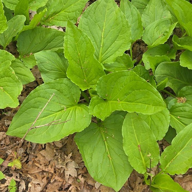 Photo of the plant species Skunk Cabbage by @AwakeTigerjade named Ronaldo on Greg, the plant care app