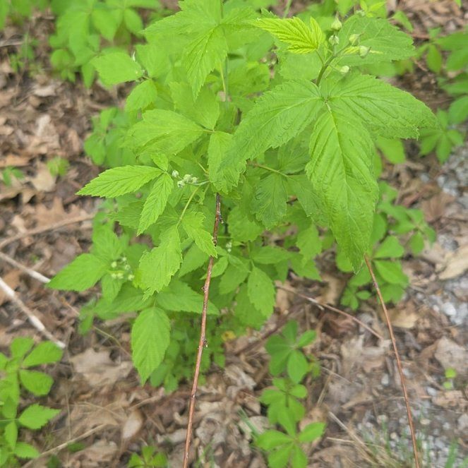 Photo of the plant species Black Raspberry by @AwakeTigerjade named Rihanna on Greg, the plant care app