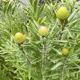 Photo of the plant species Narrowleaf Protea by @HeroRose93 named Aristotle on Greg, the plant care app