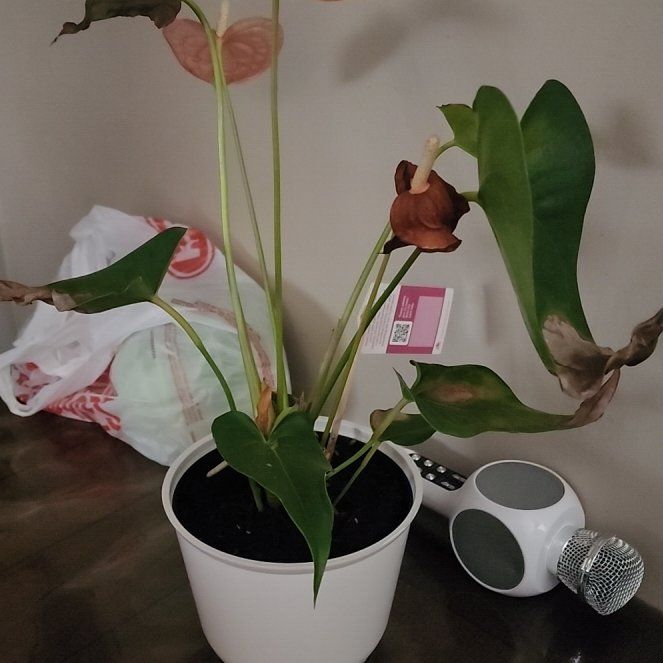 Photo of the plant species Flamingo Lily by @NiftyAnacua13 named Terra on Greg, the plant care app
