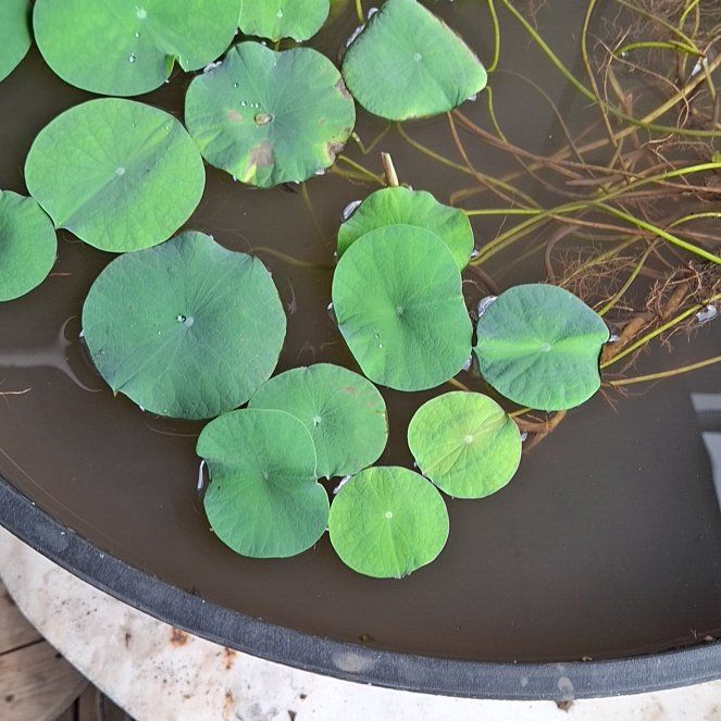 Photo of the plant species Sacred Lotus by @StrappingPeyote named Sanders on Greg, the plant care app