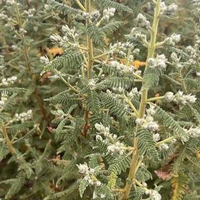 Photo of the plant species Silver Wattle by @TastefulRoselle named Baesil on Greg, the plant care app