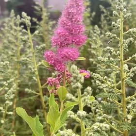 Photo of the plant species Willowleaf Meadowsweet by @TastefulRoselle named Diana on Greg, the plant care app
