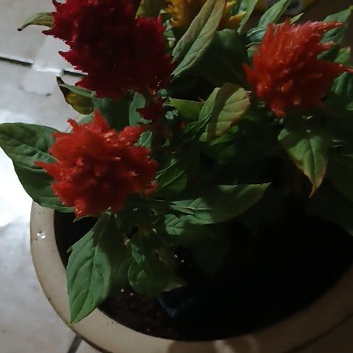 Photo of the plant species Woolflower by @KnowingHoyajade named Bodhi on Greg, the plant care app