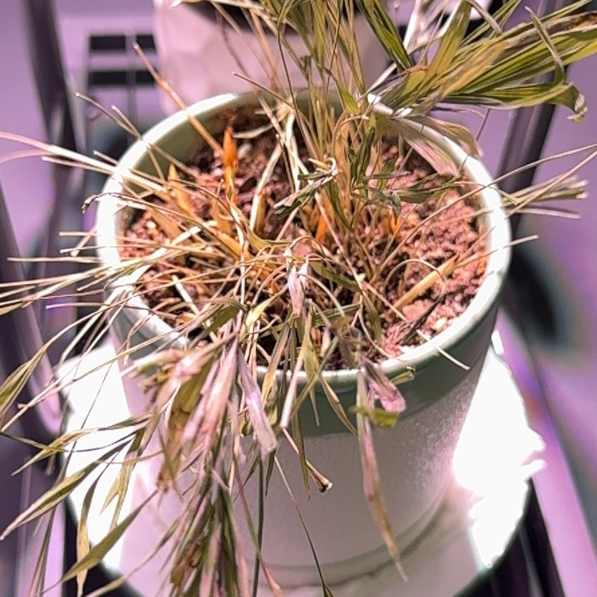Photo of the plant species Bulbous Bluegrass by @ChiefFrithia43 named Austen on Greg, the plant care app