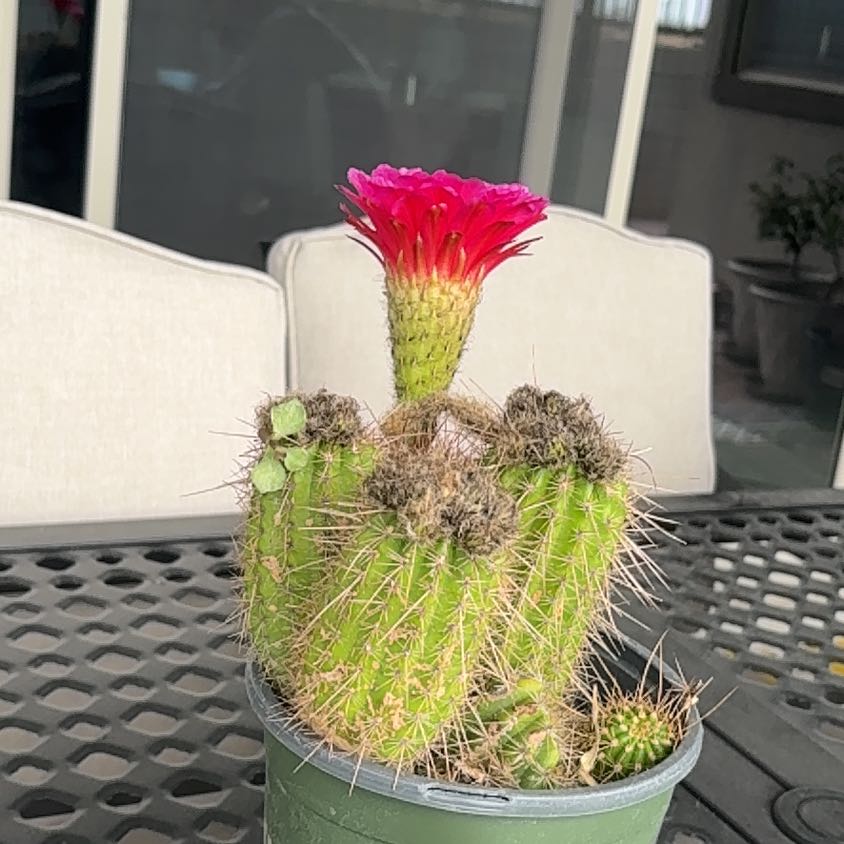 Photo of the plant species Trumpet Flower Cactus by @ZarfNinebark36 named Bigleef Smalls on Greg, the plant care app