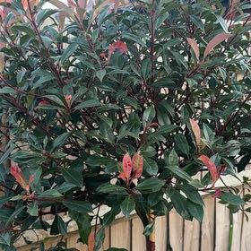 Photo of the plant species Photinia by @YesAgboy10 named Homer on Greg, the plant care app