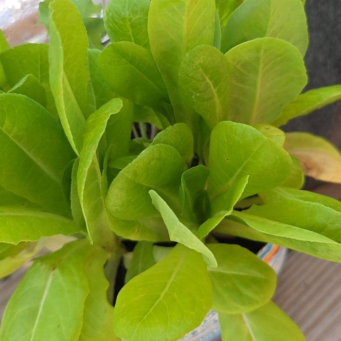 Photo of the plant species Romaine Lettuce 'Rosaine' by @NovasNook named Nithin on Greg, the plant care app