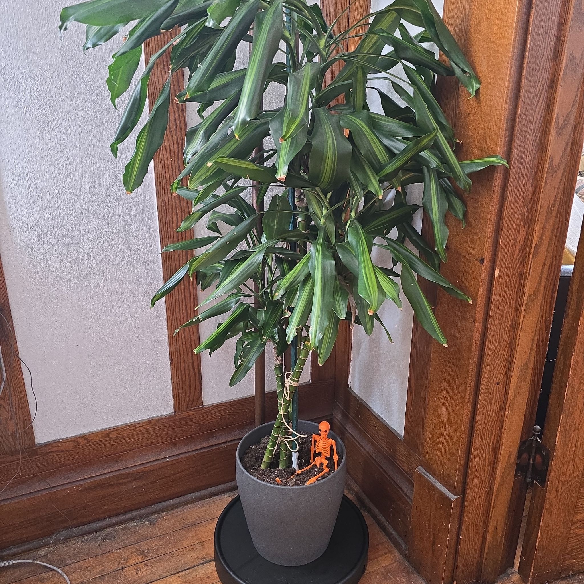 Photo of the plant species Dracaena Cintho by @CivicRedsky31 named Raddy- Matty on Greg, the plant care app