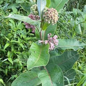 Photo of the plant species Asclepias Syriaca by @RightlyMayten15 named Spike Leaves on Greg, the plant care app