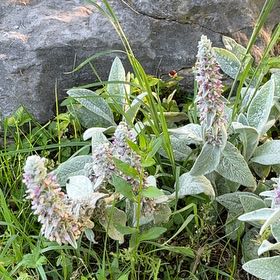Photo of the plant species Stachys Byzantina by @RightlyMayten15 named Harry on Greg, the plant care app