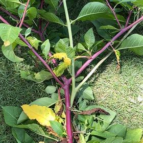 Photo of the plant species American Pokeweed by @RightlyMayten15 named Wall-E on Greg, the plant care app