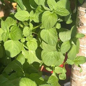 Photo of the plant species Lime Mint by @AbsoluteBroom named Morgan Treeman on Greg, the plant care app