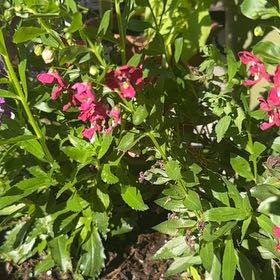 Photo of the plant species Angelonia by @AbsoluteBroom named Beckham on Greg, the plant care app