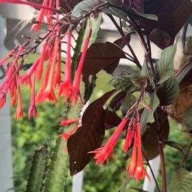 Photo of the plant species Bolivian Fuchsia by @AbsoluteBroom named Elle on Greg, the plant care app