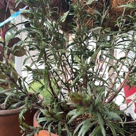 Photo of the plant species Gaura by @AbsoluteBroom named Elle Woods on Greg, the plant care app