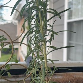 Photo of the plant species Rosemary 'Gorizia' by @AbsoluteBroom named Drake on Greg, the plant care app