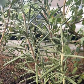 Photo of the plant species Tuscan Blue Rosemary by @AbsoluteBroom named Rosa on Greg, the plant care app