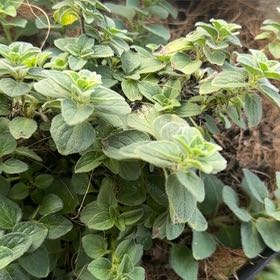 Photo of the plant species Hot and Spicy Oregano by @AbsoluteBroom named Divolo on Greg, the plant care app