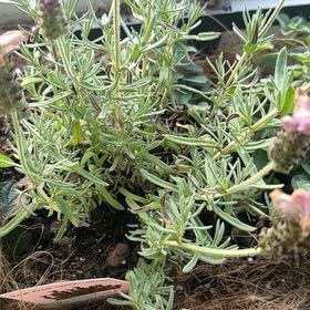 Photo of the plant species Lavender 'Silver Anouk' by @AbsoluteBroom named Tupot amaroot on Greg, the plant care app