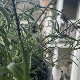 Photo of the plant species SuperBlue Lavender by @AbsoluteBroom named Marilyn on Greg, the plant care app