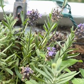 Photo of the plant species English Lavender 'Blue Spear' by @AbsoluteBroom named LiloStitch on Greg, the plant care app