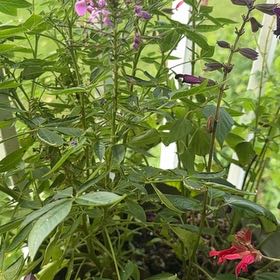 Photo of the plant species Salvia by @AbsoluteBroom named Hamilton on Greg, the plant care app