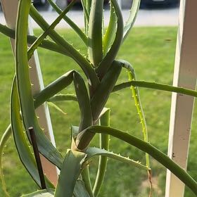 Photo of the plant species Blue Aloe by @AbsoluteBroom named Rainbow Brite on Greg, the plant care app