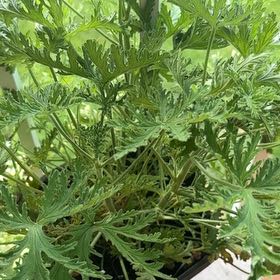 Photo of the plant species Citronella Geranium by @AbsoluteBroom named Mosquito’s Enemy on Greg, the plant care app