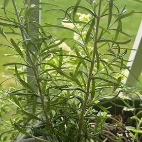 Photo of the plant species Rosemary 'Barbeque' by @AbsoluteBroom named Barbie on Greg, the plant care app