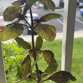 Photo of the plant species Red basil by @AbsoluteBroom named Prospera Red on Greg, the plant care app