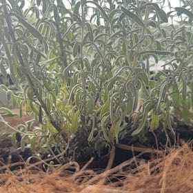 Photo of the plant species Huntington Carpet Rosemary by @AbsoluteBroom named Huntington on Greg, the plant care app