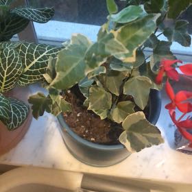 Photo of the plant species Jubilee Ivy by @EnormousPhlox69 named Keanu Leaves on Greg, the plant care app